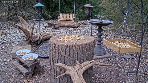 LIVE 24/7 Indiana Birds, Squirrels and Wildlife Feeder Cam