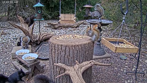 LIVE 24/7 Indiana Birds, Squirrels and Wildlife Feeder Cam