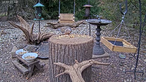 LIVE 24/7 Indiana Birds, Squirrels and Wildlife Feeder Cam