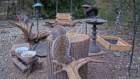 LIVE 24/7 Indiana Birds, Squirrels and Wildlife Feeder Cam