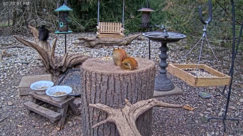 LIVE 24/7 Indiana Birds, Squirrels and Wildlife Feeder Cam