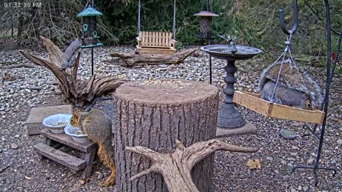 LIVE 24/7 Indiana Birds, Squirrels and Wildlife Feeder Cam