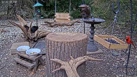 LIVE 24/7 Indiana Birds, Squirrels and Wildlife Feeder Cam