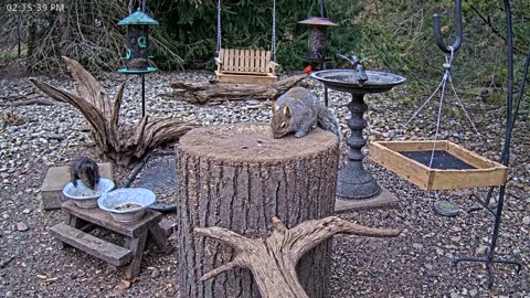 LIVE 24/7 Indiana Birds, Squirrels and Wildlife Feeder Cam