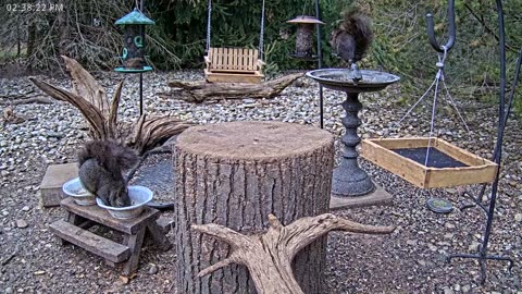 LIVE 24/7 Indiana Birds, Squirrels and Wildlife Feeder Cam