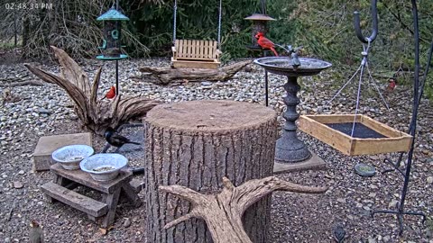 LIVE 24/7 Indiana Birds, Squirrels and Wildlife Feeder Cam