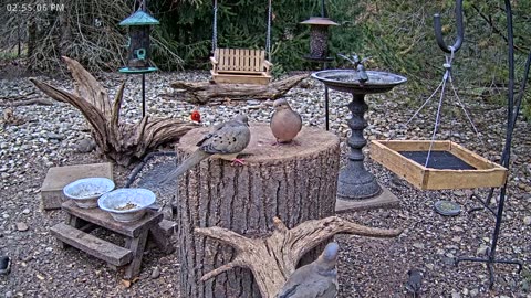 LIVE 24/7 Indiana Birds, Squirrels and Wildlife Feeder Cam