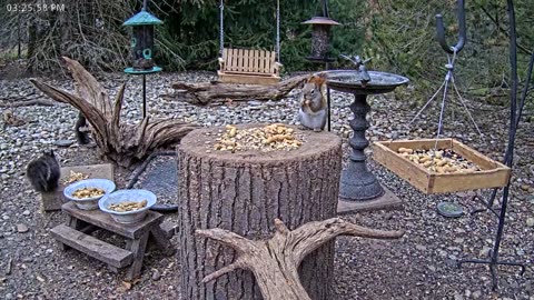 LIVE 24/7 Indiana Birds, Squirrels and Wildlife Feeder Cam