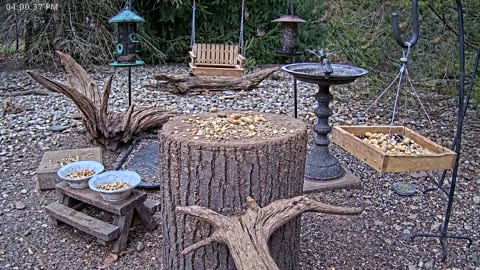 LIVE 24/7 Indiana Birds, Squirrels and Wildlife Feeder Cam