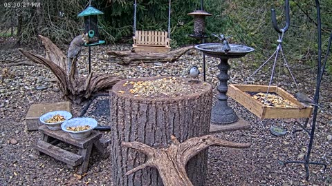 LIVE 24/7 Indiana Birds, Squirrels and Wildlife Feeder Cam