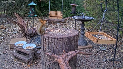 LIVE 24/7 Indiana Birds, Squirrels and Wildlife Feeder Cam