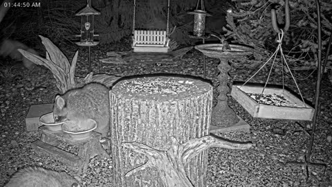 LIVE 24/7 Indiana Birds, Squirrels and Wildlife Feeder Cam