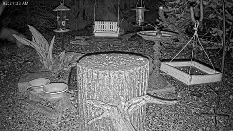 LIVE 24/7 Indiana Birds, Squirrels and Wildlife Feeder Cam