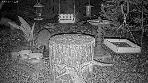 LIVE 24/7 Indiana Birds, Squirrels and Wildlife Feeder Cam