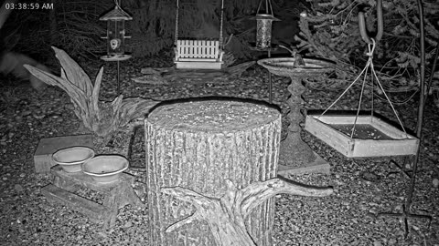 LIVE 24/7 Indiana Birds, Squirrels and Wildlife Feeder Cam