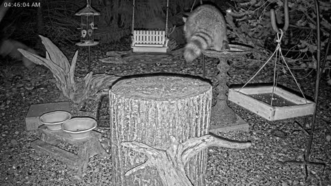 LIVE 24/7 Indiana Birds, Squirrels and Wildlife Feeder Cam