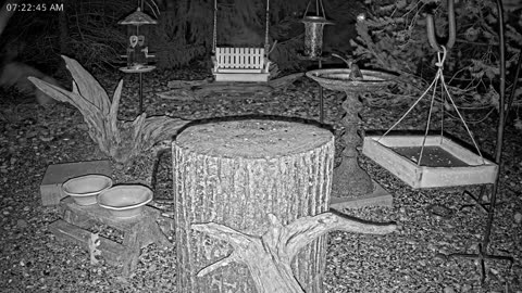 LIVE 24/7 Indiana Birds, Squirrels and Wildlife Feeder Cam