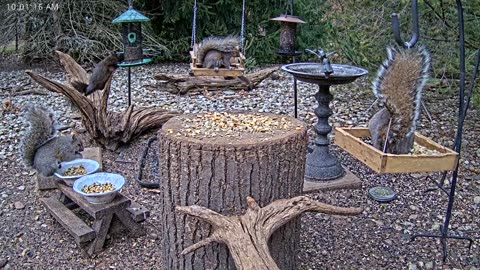 LIVE 24/7 Indiana Birds, Squirrels and Wildlife Feeder Cam