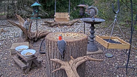 LIVE 24/7 Indiana Birds, Squirrels and Wildlife Feeder Cam