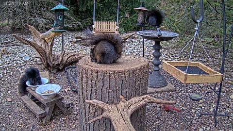 LIVE 24/7 Indiana Birds, Squirrels and Wildlife Feeder Cam