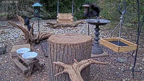 LIVE 24/7 Indiana Birds, Squirrels and Wildlife Feeder Cam