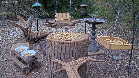 LIVE 24/7 Indiana Birds, Squirrels and Wildlife Feeder Cam