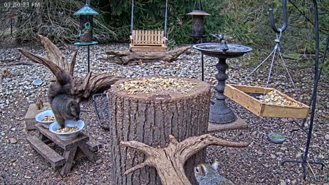 LIVE 24/7 Indiana Birds, Squirrels and Wildlife Feeder Cam