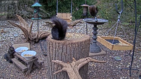 LIVE 24/7 Indiana Birds, Squirrels and Wildlife Feeder Cam