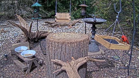 LIVE 24/7 Indiana Birds, Squirrels and Wildlife Feeder Cam