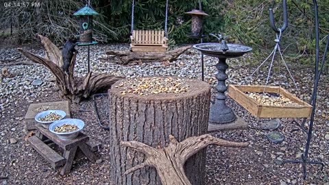 LIVE 24/7 Indiana Birds, Squirrels and Wildlife Feeder Cam