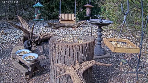 LIVE 24/7 Indiana Birds, Squirrels and Wildlife Feeder Cam