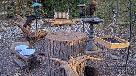 LIVE 24/7 Indiana Birds, Squirrels and Wildlife Feeder Cam