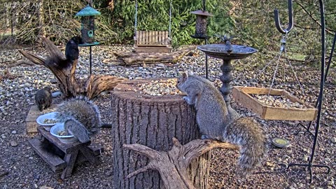 LIVE 24/7 Indiana Birds, Squirrels and Wildlife Feeder Cam