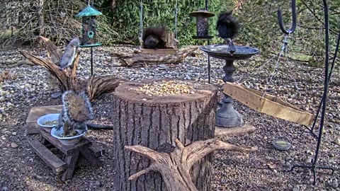 LIVE 24/7 Indiana Birds, Squirrels and Wildlife Feeder Cam