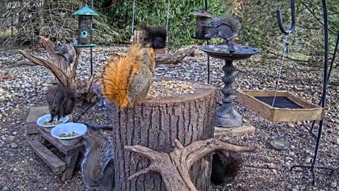 LIVE 24/7 Indiana Birds, Squirrels and Wildlife Feeder Cam