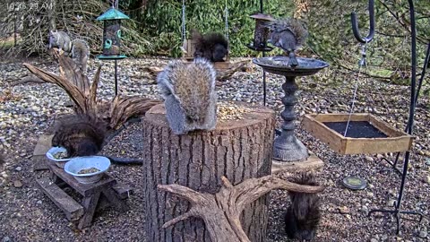 LIVE 24/7 Indiana Birds, Squirrels and Wildlife Feeder Cam