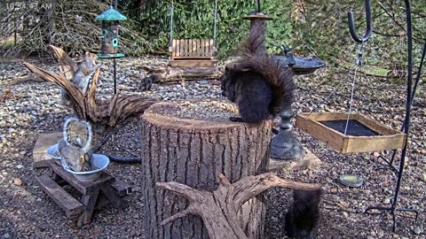 LIVE 24/7 Indiana Birds, Squirrels and Wildlife Feeder Cam