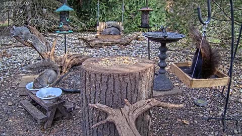 LIVE 24/7 Indiana Birds, Squirrels and Wildlife Feeder Cam