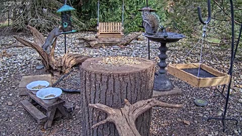 LIVE 24/7 Indiana Birds, Squirrels and Wildlife Feeder Cam