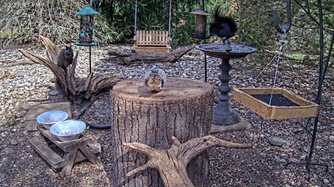 LIVE 24/7 Indiana Birds, Squirrels and Wildlife Feeder Cam