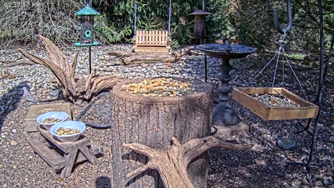 LIVE 24/7 Indiana Birds, Squirrels and Wildlife Feeder Cam