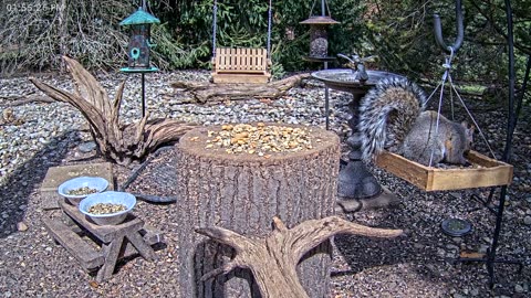 LIVE 24/7 Indiana Birds, Squirrels and Wildlife Feeder Cam