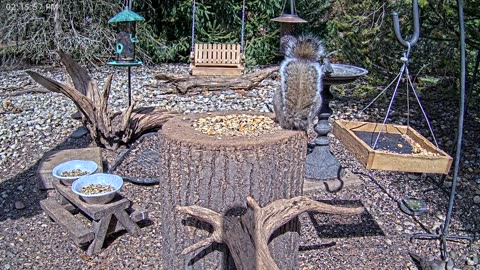 LIVE 24/7 Indiana Birds, Squirrels and Wildlife Feeder Cam