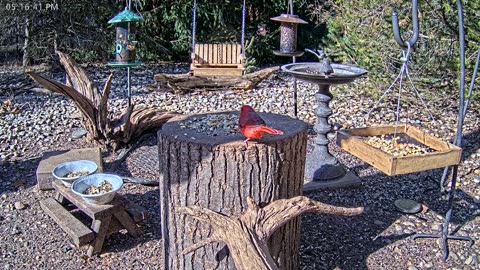 LIVE 24/7 Indiana Birds, Squirrels and Wildlife Feeder Cam