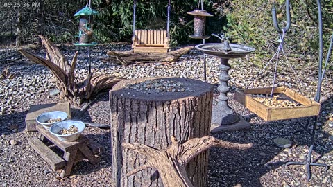 LIVE 24/7 Indiana Birds, Squirrels and Wildlife Feeder Cam