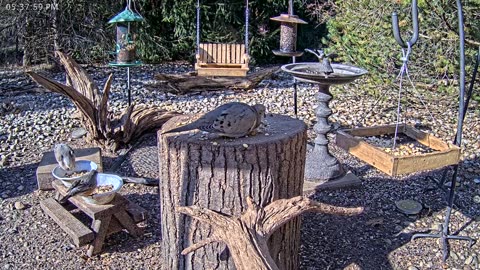 LIVE 24/7 Indiana Birds, Squirrels and Wildlife Feeder Cam