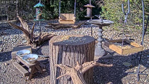 LIVE 24/7 Indiana Birds, Squirrels and Wildlife Feeder Cam