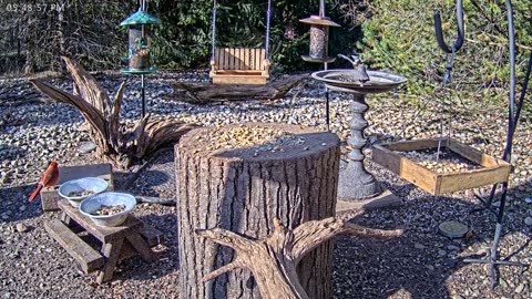 LIVE 24/7 Indiana Birds, Squirrels and Wildlife Feeder Cam