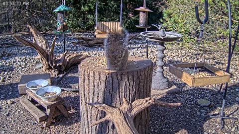 LIVE 24/7 Indiana Birds, Squirrels and Wildlife Feeder Cam