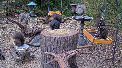 LIVE 24/7 Indiana Birds, Squirrels and Wildlife Feeder Cam